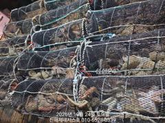 [진해] 문어] 월요일 야간문어 예약가능~ 월욜도 고고!!~