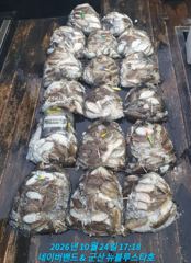 26시즌 10월 24일 군산 앞 바다 클라스 44일차 찰 갑오징어 마릿수 장원 129갑 대박 조황.