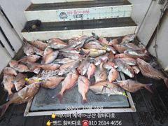 24일 어청도 참돔은 기본만..... 26일 먼바다 갑 모집[군산 참바다호