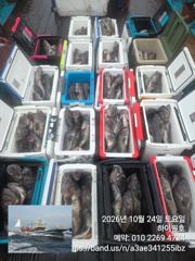 24일, 가을 먼침선,어초~개우럭~날이면 날마다 굿굿~ 연이은 대박 쿨러 굿굿조황~군산낚시프라자 하이원호
