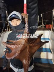 25일, 군산문어,문어 ~문어가 좋다~실시간~매일출조~군산낚시프라자 챔피언호