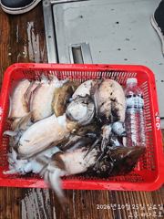 [고흥 바다루호] 10월25일 갑오징어낚시 조황입니다.