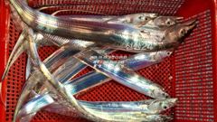 [통영대교피싱]아까비 전원만쿨~수요일부터 자리여유
