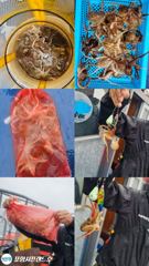 오전 쭈꾸미 /오후 돌문어