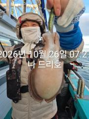 26일, 군산 갑오징어~싸이즈도 굿~많이 나오네요~연속되는 갑오징어~망탱이 대박~~내일도 갑니다~군산낚시프라자 나드리호