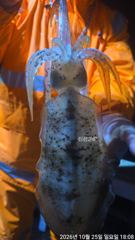 [거제] 가조권 내만무늬 키로급외무시,고구마 씨알들!!!! <<최고의 기…