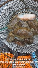 [통영] 통영 유촌 금정호 비바람에도 덩치급 문어 신나게 잡았습니다 이번…