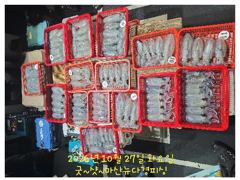 [마산] 뉴다경호>>내만무늬 원도권 부럽지않은 씨알 굿~마릿수 세자리수~…