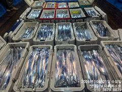[진해] 준내만갈치~씨알급 5지까지 쿨러빵빵채우고 왔네요~일요일부터 예약…