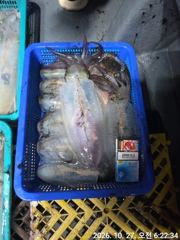(전투팁런)무늬 K급만 6수 원도권 씨알 대박 고잉메리호(오늘예약)