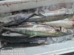 삼치및방어가 일타일피 쭉~예약중 야간 무늬오징어 막바지 예약중 입니다