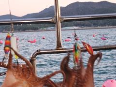 [고성] 사량도 돌문어 조황
