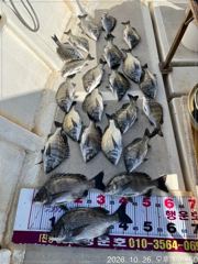 [마산] (행운호)36.5외 감성돔 조황(23수)