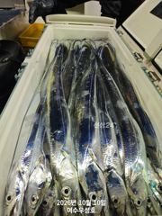 10월28일부터 대갈치 잡으러 인원관계없이 정상출조합니다