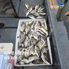 2시간전 [사천] 10월 28일 야간 돌문어 조황!! 오늘 야간에도 출조 확정!!