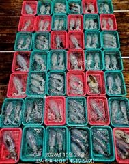 [마산] 《무늬오징어》추운날씨에도 계속 먹물파티 NEW꼬시락피싱