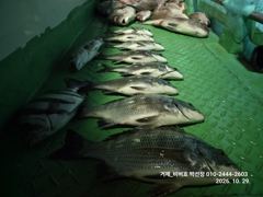 【거제 비버호】마리수 조황 야간 감성돔, 참돔 조황 (예약가능).