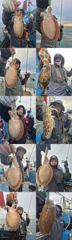 크라운호 갑오징어 실시간(29일)