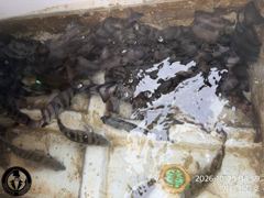 (어초여밭)실시간 돌돔떼 초~대박 40수 통과 중 젠틀호(30일…