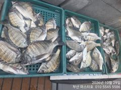 [부산] 부산 가덕 마스터호 감성돔 흘림 조황