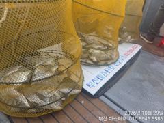 10.29 [경주] 29/목, 아침현장ㅡ대삼치, 고시, 방어 지천!