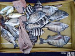 [고성] 어초 감시 4짜4짜 마리수에 돌돔 마리수 금욜 자리여유