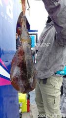 성복호 무늬오징어조황 (오전 )