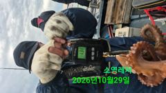 [통영] 키로오버문어 요즘자주나옵니다