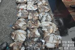 <볼보호> 갑오징어 종일 마무리 조황(29일)-11월22일 팀원컴 갑오징어 대회~!