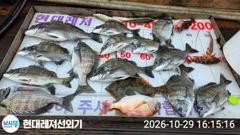 통영현대레저)감성돔흘림 4짜외마릿수및참돔입니다