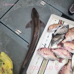 [고성] 29일 참돔 조황입니다.상어도~~~방생