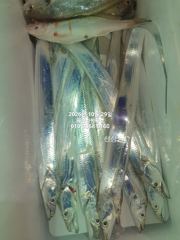 내만갈치)30일 금요일 예약중~딱기다려라~갈치야~