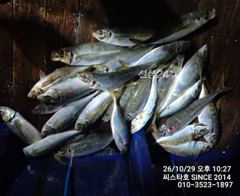 [경주] (씨스타호) 29일 역대급 대전갱이 조황! 평균 40cm·최대 …