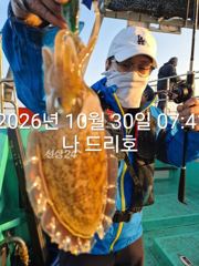 29일, 군산 갑오징어~싸이즈 좋아요~망탱이 굿조황~내일도 갑니다~군산낚시프라자 나드리호