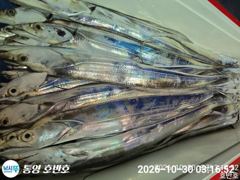 {통영호반호} 30일 철수조황임니다 ~일욜부터 여유~