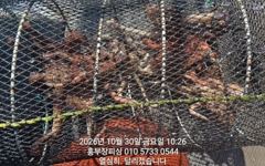 (문어)기상 좋고 마릿수 좋고~실시간 타작~홍부장피싱(31일 예…