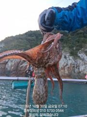 [통영] (문어)기상 좋고 마릿수 좋고~실시간 타작~홍부장피싱(31일 예…