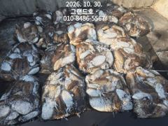 30일, 군산 갑오징어~오늘도 제대로 나와요~망탱이 대박~~내일도 갑니다~군산낚시프라자 그랜드호