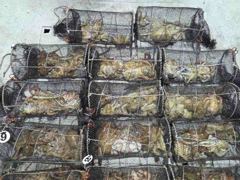 (토요일전투야간문어예약중) 오후3시30분출항~ 기상물때굿~대물사냥