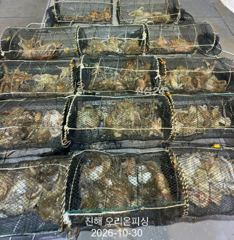 야간문어:가을문어가 입항때까지 줄줄이 히트~오늘예약가능