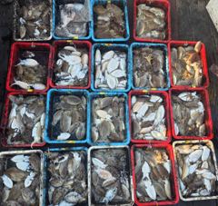 10월30일 갑오징어조황