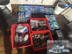 10월10일 무늬오징어 팁런 조과입니다.