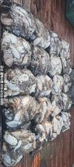 ■ 10/30 군산 "갑오징어" Good 조황~!! 월요일 여유자리~!!