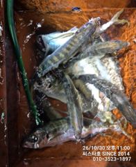 [경주] 평균 40cm 대전갱이! 아징 공략 찐한 손맛 제대로!