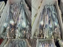 통영영운호14석) 먼바다 왕갈치 쿨러가득 담아 왔습니다 (오늘1자리 있습니다)