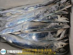 내만칼치ㅡ 역시 씨알좋고 3지4지급으로손맛굿(일요일예약가능
