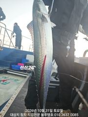 [경주] 31/토ㅡ새벽 피딩 타임 대삼치들 호조황!
