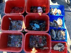 쭈꾸미 사냥, 돌문어 퍽퍽퍽!