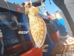 <여수뉴피닉스호> 왕주꾸미출조ㅡ 2일(월), 3일(화) 자리많습니다. 황제낚시가능