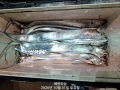 내만갈치 굵직 굵직한갈치 쏟아지네요 일요일예약가능합니다